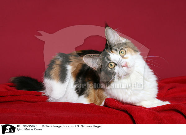 liegende Maine Coon / lying Maine Coon / SS-35878