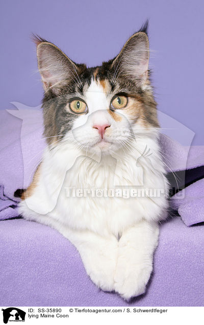 liegende Maine Coon / lying Maine Coon / SS-35890