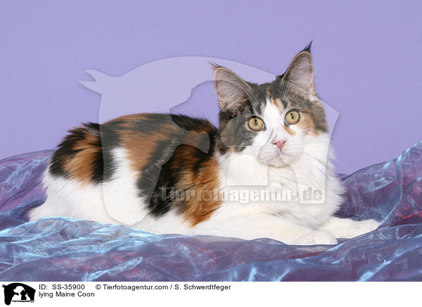 liegende Maine Coon / lying Maine Coon / SS-35900