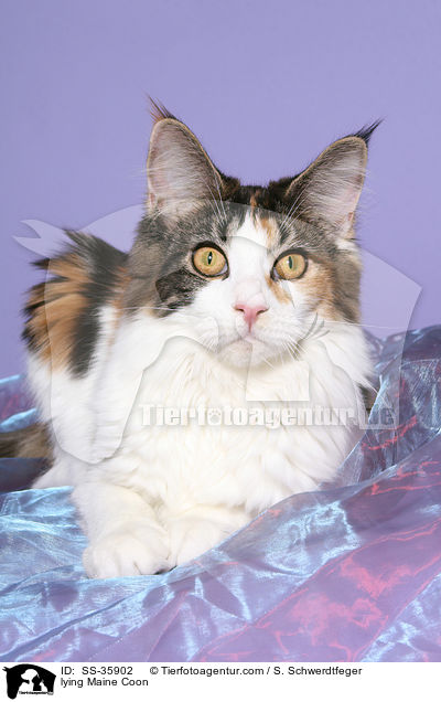 liegende Maine Coon / lying Maine Coon / SS-35902