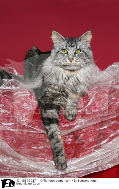 liegende Maine Coon / lying Maine Coon / SS-35927