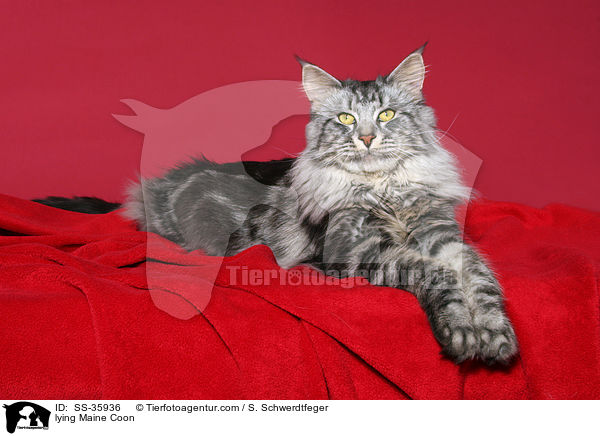 liegende Maine Coon / lying Maine Coon / SS-35936