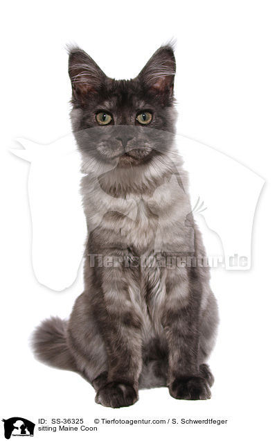 sitzende Maine Coon / sitting Maine Coon / SS-36325