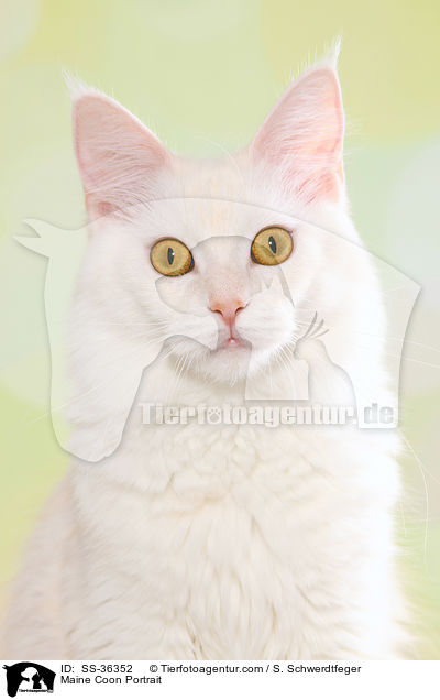 Maine Coon Portrait / Maine Coon Portrait / SS-36352