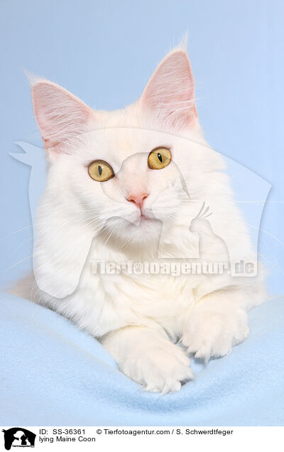 liegende Maine Coon / lying Maine Coon / SS-36361