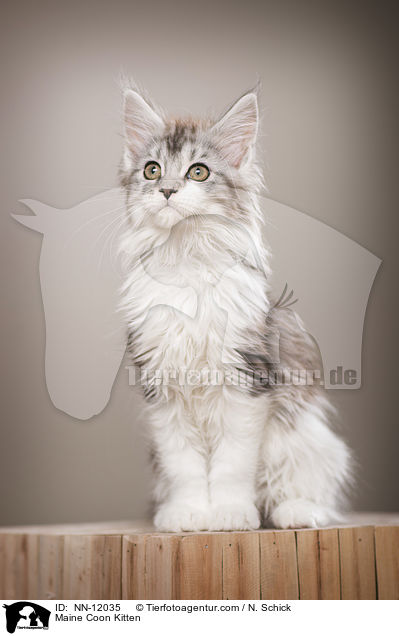 Maine Coon Ktzchen / Maine Coon Kitten / NN-12035