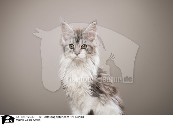 Maine Coon Ktzchen / Maine Coon Kitten / NN-12037