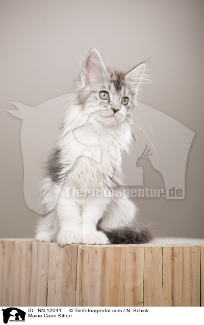 Maine Coon Ktzchen / Maine Coon Kitten / NN-12041