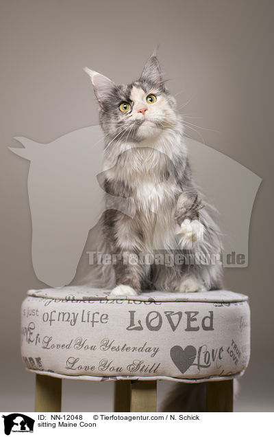 sitzende Maine Coon / sitting Maine Coon / NN-12048