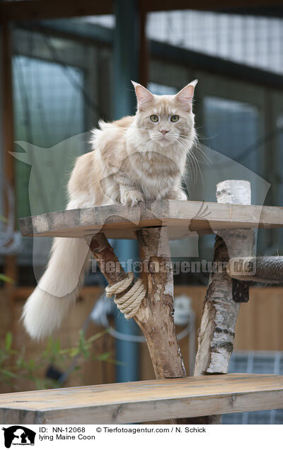 liegende Maine Coon / lying Maine Coon / NN-12068