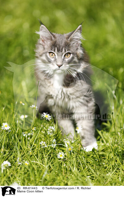 Maine Coon Ktzchen / Maine Coon kitten / RR-61443