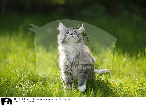 Maine Coon Ktzchen / Maine Coon kitten / RR-61452