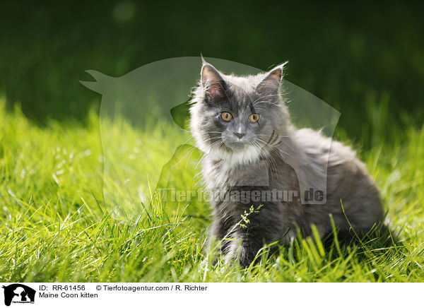 Maine Coon Ktzchen / Maine Coon kitten / RR-61456