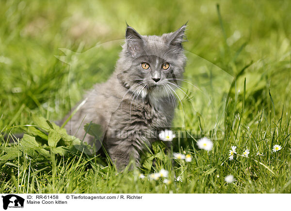 Maine Coon Ktzchen / Maine Coon kitten / RR-61458