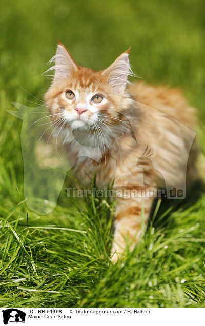 Maine Coon Ktzchen / Maine Coon kitten / RR-61468