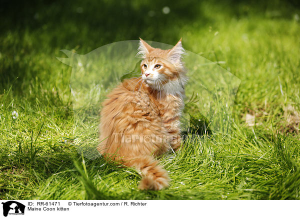 Maine Coon Ktzchen / Maine Coon kitten / RR-61471