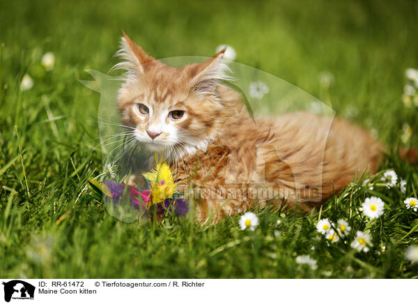 Maine Coon Ktzchen / Maine Coon kitten / RR-61472