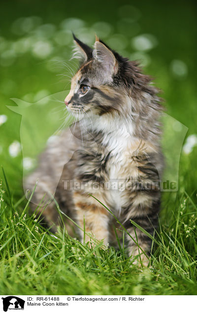 Maine Coon Ktzchen / Maine Coon kitten / RR-61488