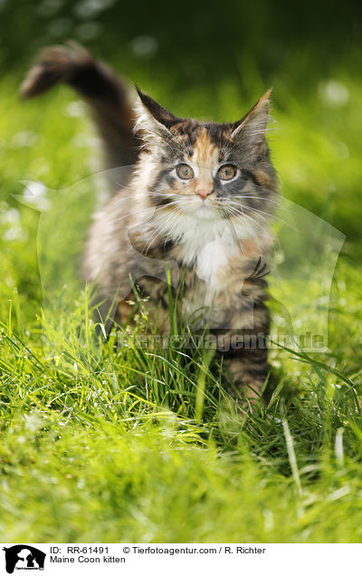 Maine Coon Ktzchen / Maine Coon kitten / RR-61491