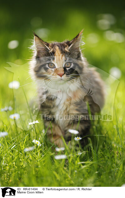 Maine Coon Ktzchen / Maine Coon kitten / RR-61494