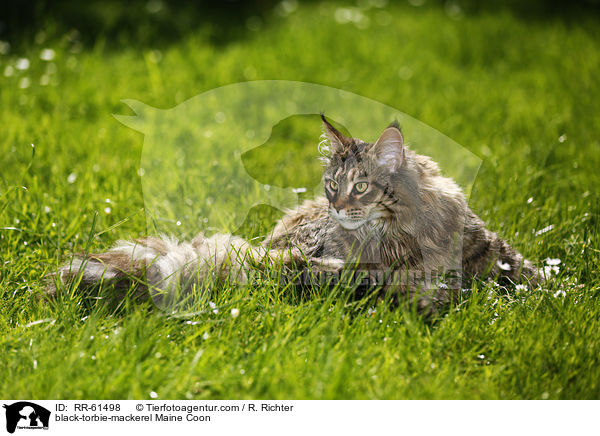 black-torbie-mackerel Maine Coon / black-torbie-mackerel Maine Coon / RR-61498