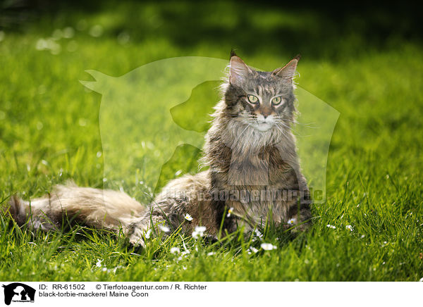 black-torbie-mackerel Maine Coon / black-torbie-mackerel Maine Coon / RR-61502