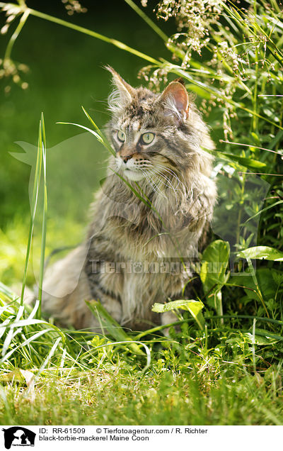 black-torbie-mackerel Maine Coon / black-torbie-mackerel Maine Coon / RR-61509