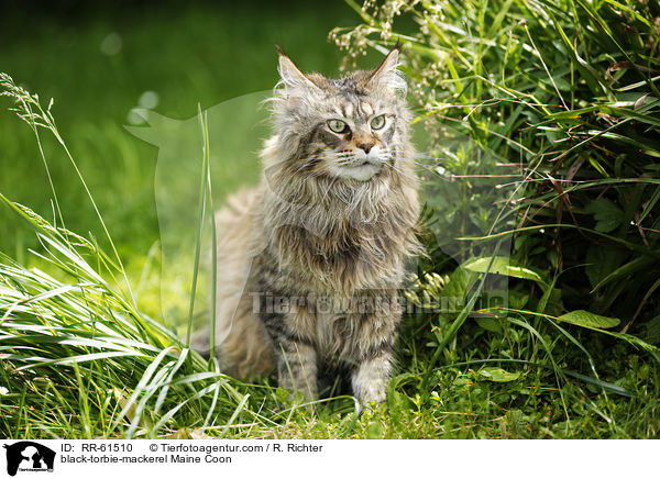 black-torbie-mackerel Maine Coon / black-torbie-mackerel Maine Coon / RR-61510