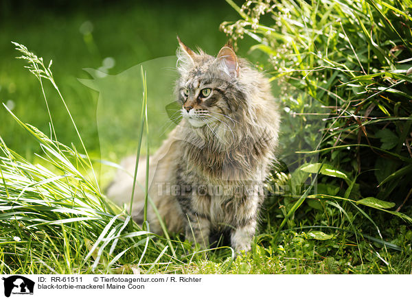 black-torbie-mackerel Maine Coon / black-torbie-mackerel Maine Coon / RR-61511