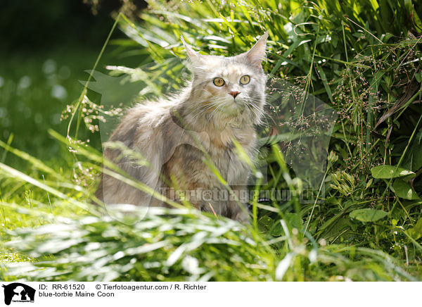 blue-torbie Maine Coon / blue-torbie Maine Coon / RR-61520