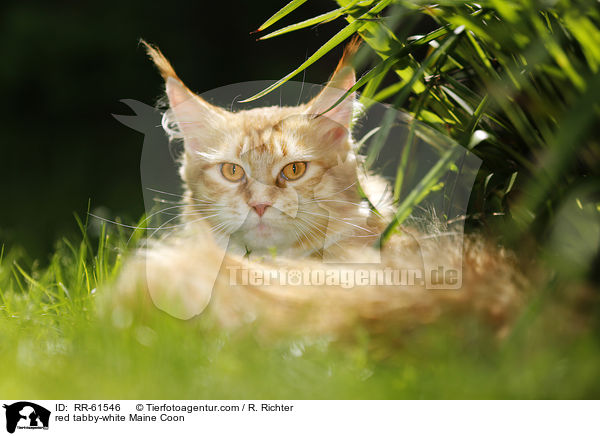 red tabby-white Maine Coon / red tabby-white Maine Coon / RR-61546