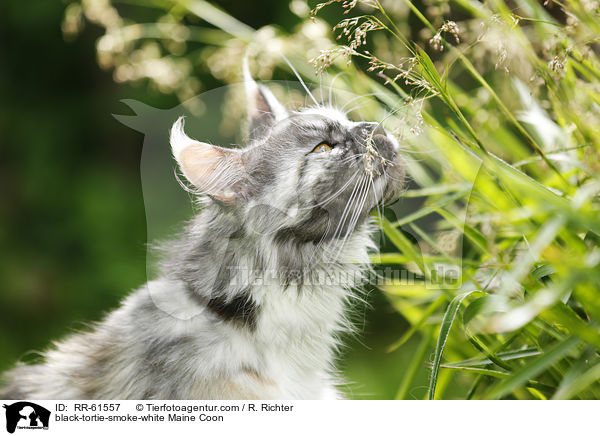 black-tortie-smoke-white Maine Coon / black-tortie-smoke-white Maine Coon / RR-61557