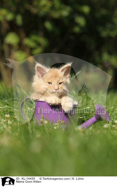 Maine Coon Ktzchen / Maine Coon Kitten / KL-14455