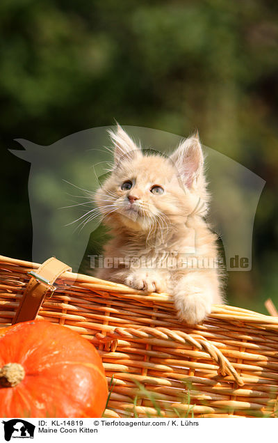 Maine Coon Ktzchen / Maine Coon Kitten / KL-14819