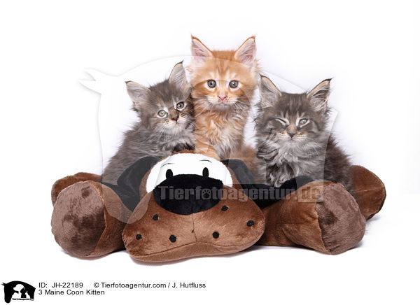 3 Maine Coon Kitten / JH-22189