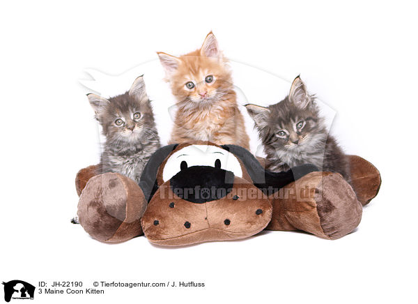 3 Maine Coon Kitten / JH-22190