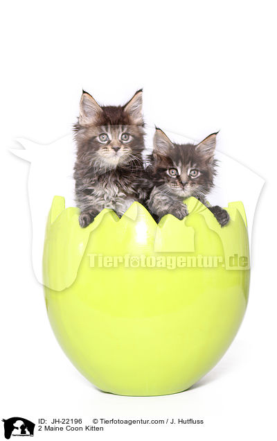 2 Maine Coon Kitten / JH-22196