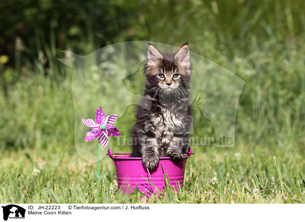 Maine Coon Ktzchen / Maine Coon Kitten / JH-22223