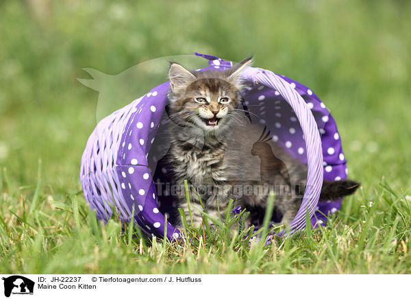 Maine Coon Ktzchen / Maine Coon Kitten / JH-22237