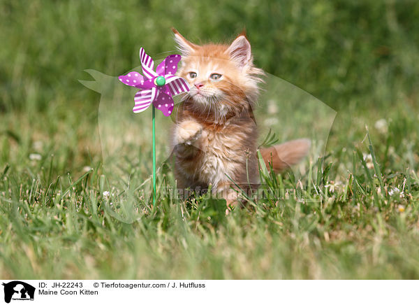 Maine Coon Ktzchen / Maine Coon Kitten / JH-22243