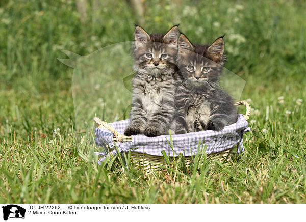 2 Maine Coon Ktzchen / 2 Maine Coon Kitten / JH-22262