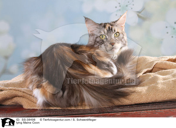 liegende Maine Coon / lying Maine Coon / SS-38498