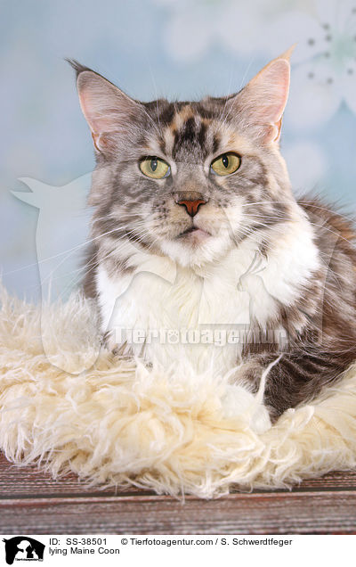liegende Maine Coon / lying Maine Coon / SS-38501