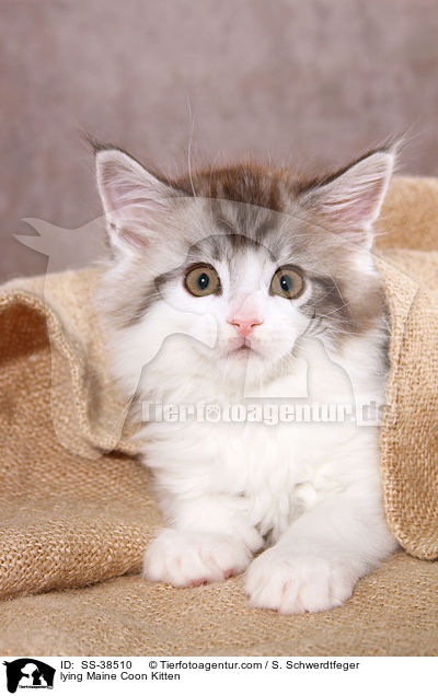 liegendes Maine Coon Ktzchen / lying Maine Coon Kitten / SS-38510