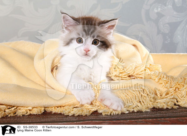 liegendes Maine Coon Ktzchen / lying Maine Coon Kitten / SS-38533