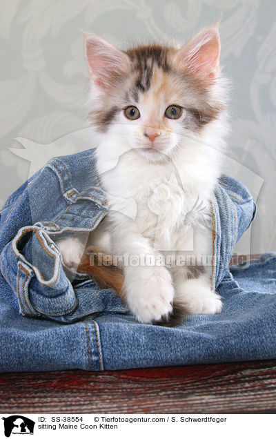 sitzendes Maine Coon Ktzchen / sitting Maine Coon Kitten / SS-38554