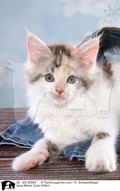 liegendes Maine Coon Ktzchen / lying Maine Coon Kitten / SS-38564