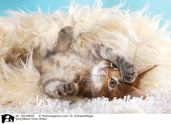 liegendes Maine Coon Ktzchen / lying Maine Coon Kitten / SS-38605