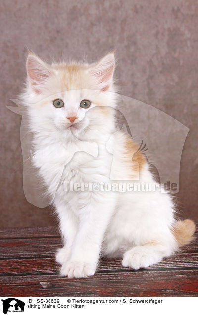 sitzendes Maine Coon Ktzchen / sitting Maine Coon Kitten / SS-38639