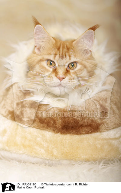 Maine Coon Portrait / Maine Coon Portrait / RR-68190